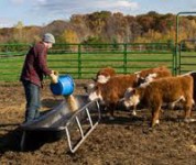 Praca w Anglii przy dojeniu krów w rolnictwie od zaraz dla Polaków Llanelli