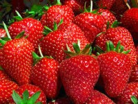 Dam pracę w Niemczech dla kobiet bez języka zbiory truskawek od zaraz