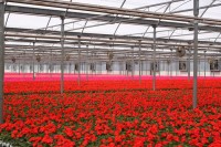 Niemcy praca w ogrodnictwie przy kwiatach bez znajomości języka Rostock Niemcy praca w ogrodnictwie przy kwiatach bez znajomości języka Rostock