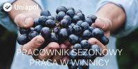Francja praca w rolnictwie – pracownik sezonowy w winnicy 2015