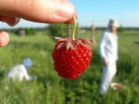 Dam pracę w Niemczech przy zbiorach truskawek od zaraz dla studentów