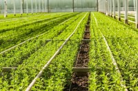 Praca w Niemczech od zaraz ogrodnictwo przy kwiatach bez znajomości języka Lipsk