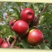 zbiory-jablek-de