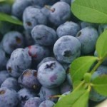 Holandia praca sezonowa bez znajomości języka zbiory borówki amerykańskiej