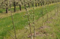 Oferta fizycznej pracy w Anglii przesadzanie drzewek bez języka języka Cantenbury