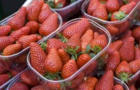 Szkocja – praca w Wielkiej Brytanii 2015 zbiory truskawek bez języka