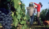 Praca w Anglii dla Polaków przy zbiorach winogron od września Alfriston Praca w Anglii dla Polaków przy zbiorach winogron od września Alfriston