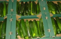 Oferta pracy w Norwegii bez języka przy zbiorach warzyw Kongsberg od zaraz