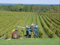 Od zaraz dam pracę w Norwegii przy zbiorach owoców-winogron bez języka Knapper