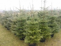 Praca w Niemczech bez języka w leśnictwie przy choinkach Norymberga