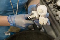 Pieczarkarnia – praca w Holandii przy zbiorze pieczarek od zaraz w Wetrnhout