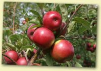 Sezonowa praca Holandia przy zbiorach jabłek bez znajomości języka Rilland