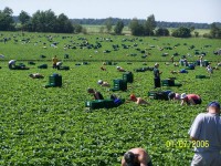 Praca Anglia w rolnictwie przy zbiorach owoców bez znajomości języka 2016