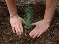 Praca Szwecja w leśnictwie przy sadzeniu drzew bez znajomości języka 2016