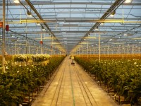 Oferta sezonowej pracy w Anglii przy zbiorach kwiatów bez znajomości języka Newquay