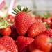 zbiory-truskawek-2014-5
