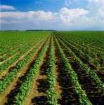 Dam pracę w Niemczech ogrodnictwo dla par Ellwangen od marca 2016