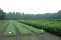 Leśnictwo od zaraz oferta sezonowej pracy w Niemczech przy sadzeniu drzewek