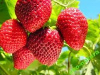 Sezonowa praca Anglia przy zbiorach truskawek bez znajomości języka Cantenbury