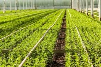 Praca w Danii ogrodnictwo dla kobiet od zaraz bez znajomości języka Århus