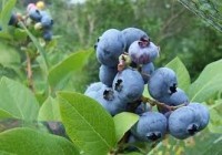 Oferta pracy sezonowej w Niemczech zbiory borówek Mötzow bez języka