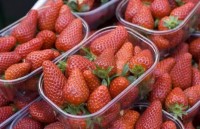 Od zaraz sezonowa praca w Anglii zbiory malin i truskawek Chichester Od zaraz sezonowa praca w Anglii zbiory malin i truskawek Chichester