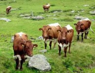 Praca Szwecja w rolnictwie na fermie bydła bez znajomości języka Sztokholm