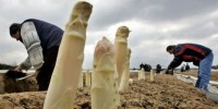 Ogłoszenie sezonowej pracy w Holandii zbiory szparagów bez języka Asten Ogłoszenie sezonowej pracy w Holandii zbiory szparagów bez języka Asten