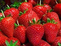 Dam pracę w Niemczech bez znajomości języka zbiory truskawek Jülich-Broich Dam pracę w Niemczech bez znajomości języka zbiory truskawek Jülich-Broich