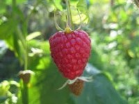 Sezonowa praca w Anglii zbiory malin i truskawek bez znajomości języka Sezonowa praca w Anglii zbiory malin i truskawek bez znajomości języka