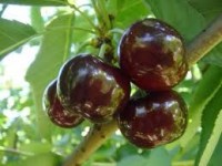 Sezonowa praca Norwegia zbiory czereśni bez znajomości języka dla studentów Notodden