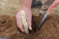 Oferta sezonowej pracy w Holandii bez języka zbiory szparagów Asten 2016 Oferta sezonowej pracy w Holandii bez języka zbiory szparagów Asten 2016