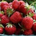 truskawki (2)
