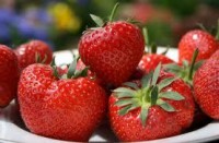 Dam sezonową pracę w Niemczech przy zbiorach truskawek bez języka w Julich Broich Dam sezonową pracę w Niemczech przy zbiorach truskawek bez języka w Julich Broich