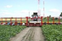 Anglia praca sezonowa bez znajomości języka od zaraz przy zbiorach warzyw Lincolnshire Anglia praca sezonowa bez znajomości języka od zaraz przy zbiorach warzyw Lincolnshire