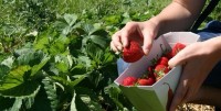 Sezonowa praca w Danii od zaraz bez znajomości języka zbiory truskawek Græsted