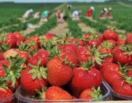 Oferta sezonowej pracy w Niemczech od zaraz zbiory truskawek bez języka Stuttgart