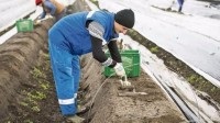 Od zaraz oferta sezonowej pracy w Niemczech dla studentów zbiory szparagów Berlin