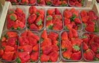 Sezonowa praca w Polsce przy truskawce – zbiory owców Kościan / 12zł/h