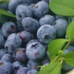 Sezonowa praca Niemcy od zaraz dla grup i par zbiory borówek oraz malin bez języka Wurzen Sezonowa praca Niemcy od zaraz dla grup i par zbiory borówek oraz malin bez języka Wurzen