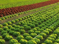 Dam sezonową pracę w Anglii bez języka zbiory warzyw i owoców Hereford sierpień-wrzesień 2016 Dam sezonową pracę w Anglii bez języka zbiory warzyw i owoców Hereford sierpień-wrzesień 2016