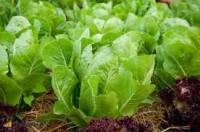 Bez języka oferta sezonowej pracy w Niemczech od zaraz zbiory sałaty i kapusty Eberswalde