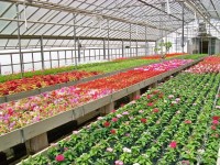 Oferta sezonowej pracy w Niemczech ogrodnictwo szklarnia od zaraz Ellwangen