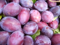 Zbiory śliwek w sadzie ogłoszenie sezonowej pracy w Niemczech od zaraz Stuttgart