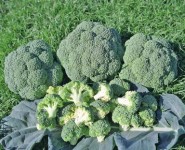 Szwecja praca przy zbiorze warzyw od zaraz bez języka z zakwaterowaniem