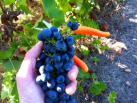 Praca w Norwegii przy zbiorach winogron Knapper od zaraz bez języka Praca w Norwegii przy zbiorach winogron Knapper od zaraz bez języka