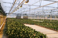 Od zaraz dam pracę w Holandii ogrodnictwo bez znajomości języka Haga Od zaraz dam pracę w Holandii ogrodnictwo bez znajomości języka Haga