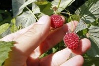 Oferta pracy w Anglii dla studentów przy zbiorach owoców 2017 bez języka Ashford