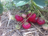 Zbiory truskawki w Deindrup – Niemcy praca sezonowa 2017 (akord)