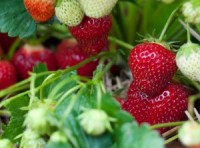 Zbiór truskawek dam sezonową pracę w Niemczech bez języka 2017 Jülich-Broich Zbiór truskawek dam sezonową pracę w Niemczech bez języka 2017 Jülich-Broich